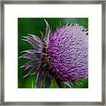 Thistle Framed Print