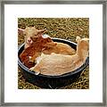 Three Baby Goats In A Bowl Framed Print
