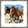 Three Clydesdales Framed Print