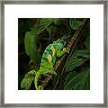 Three-horned Chameleon Framed Print