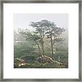 Three Pines In Coastal Fog Framed Print