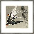 Three Red-tailed Swallows In Dive Framed Print