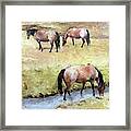 Three Roans Framed Print