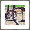 Threes Framed Print