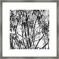 Through The Autumn Leaves Black And White Framed Print