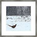 Through The Storm. Framed Print