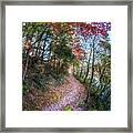 Through The Trees Along The Trail Framed Print