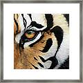 Tiger Eye Framed Print