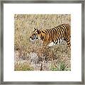 Tiger Love Framed Print