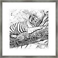 Tiger Posing Framed Print