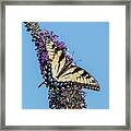 Tiger Swallowtail Broken Beauty Framed Print
