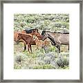 Tightly Knit - A South Steens Band Of Wild Horses Framed Print