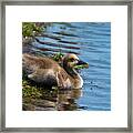 Time For A Swim Framed Print