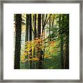 Tinged With The Colors Of Autumn Framed Print