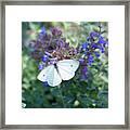 Tiny Cabbage White Butterffy Framed Print