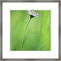 Tiny Daisy In Grass Framed Print