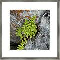 Tiny Fern In A Rock Crevice Framed Print