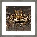 Toad Stare Framed Print