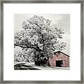 Tobacco Dreams - Tobacco Shed Near Stoughton Wi With Oak Tree Shot On Infrared Film - Version 2 Of 2 Framed Print