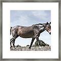 Tommy - Horse Art Framed Print