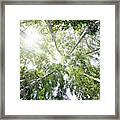 Top Of Summer Birch Trees Framed Print