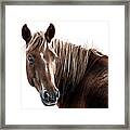 Toretto - Horse Art Framed Print