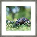 Tortoise In Wildflowers Framed Print