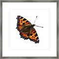 Tortoiseshell Butterfly, Taken At Dove Stone Reservoir, Framed Print