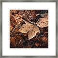 Touch Of Colorful Autumn Framed Print