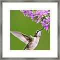 Touched Hummingbird Framed Print