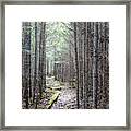 Trail In Northern Maine Woods Framed Print