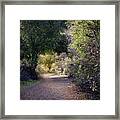 Trail With Trees Framed Print