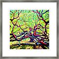 Treaty Oak Framed Print