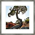 Tree At Black Canyon Framed Print