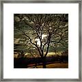Tree At Sunset Framed Print