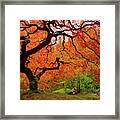 Tree Fire - New And Improved Framed Print