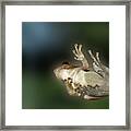 Tree Frog Underneath Framed Print