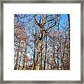 Tree In The Woods Framed Print