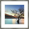 Tree In Water Loch Lomond-sunset Framed Print