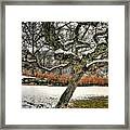 Tree In Winter With Snow Framed Print