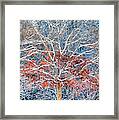 Tree Of Two Seasons Framed Print