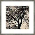 Tree Silhouette Toned Framed Print