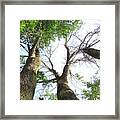 Tree Sky Scrape Framed Print