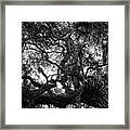 Tree Textures Framed Print