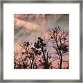 Trees At Sunset Framed Print
