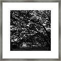 Trees, Hammock, Marshes Of Glynn Framed Print