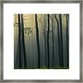 Trees In Dark Forest Framed Print