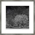 Trees In Spring Black And White Infrared Framed Print