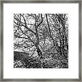 Trees On The Edge Of The Forest In Black And White Framed Print