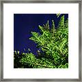 Trees With Starry Sky Framed Print